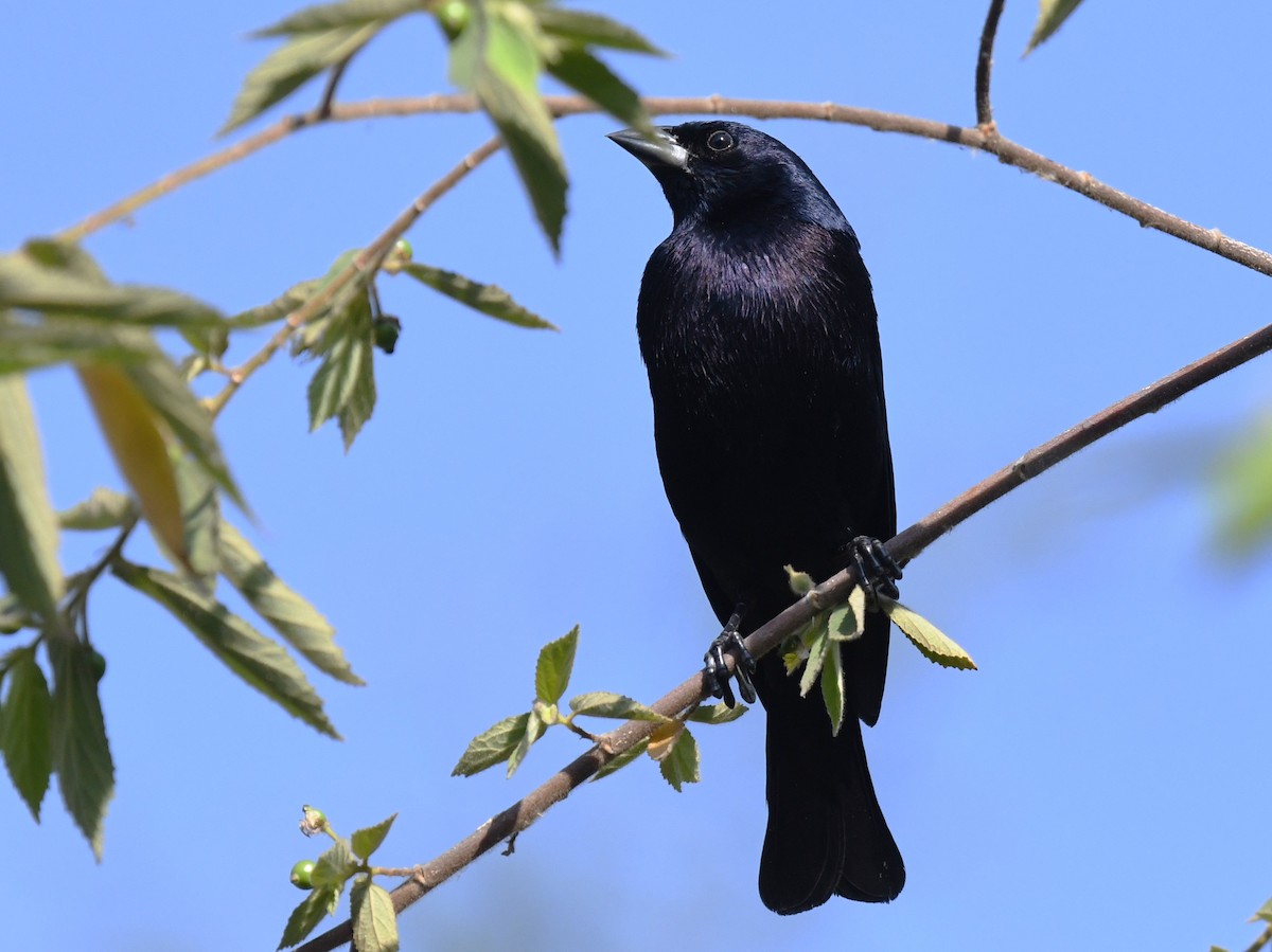 Shiny Cowbird - ML646612904