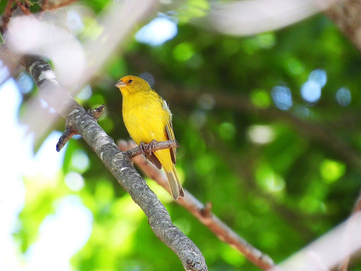 Saffron Finch - ML646612905