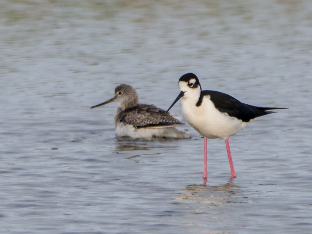 ביצנית עקודה - ML646612919
