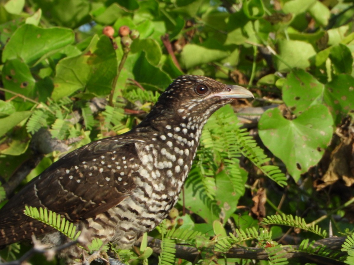 Asian Koel - ML646612920