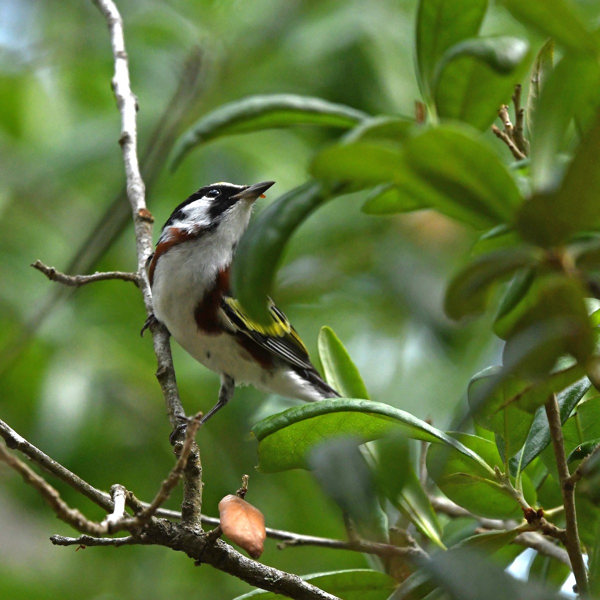 lesňáček rezavoboký - ML646612926