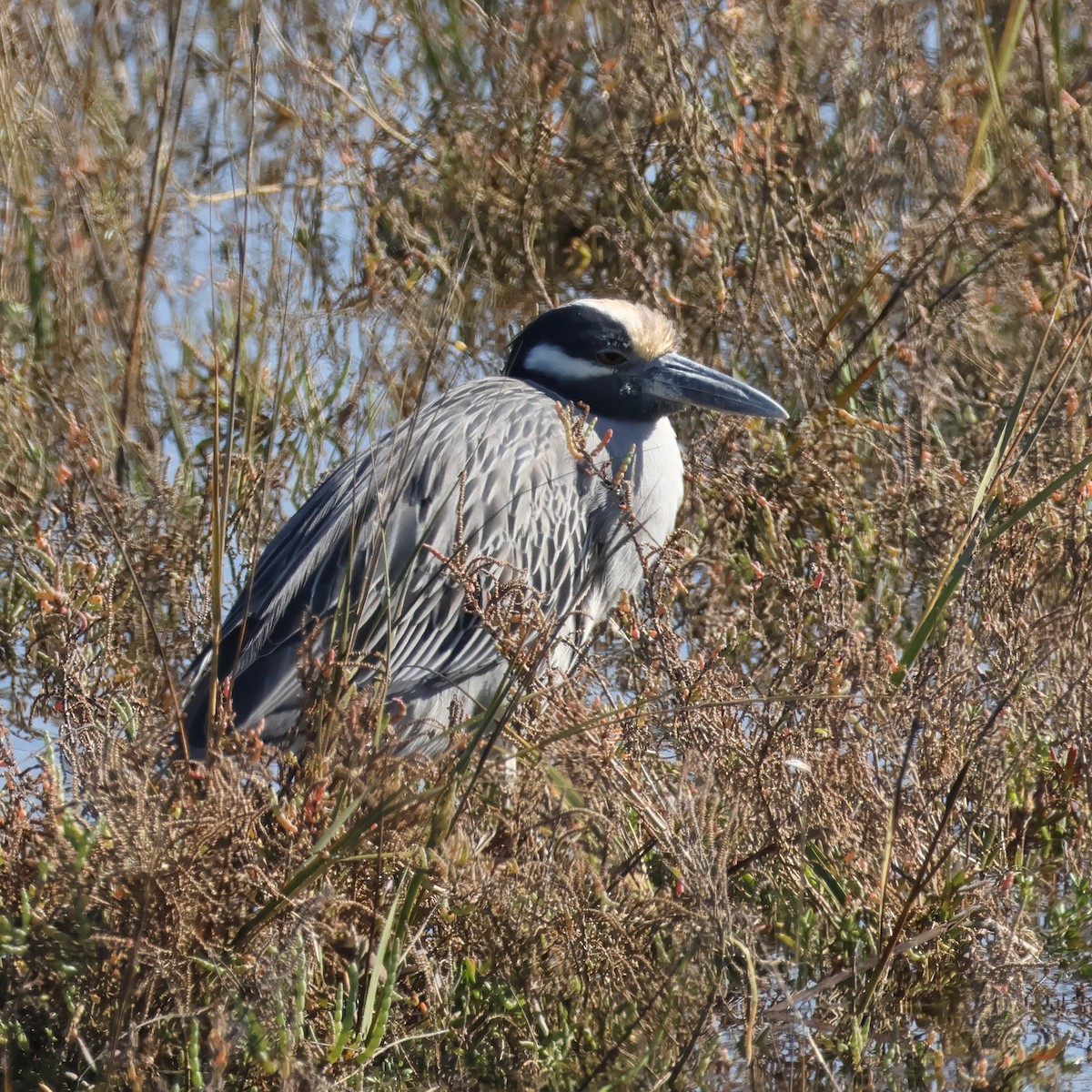 シラガゴイ - ML646612931