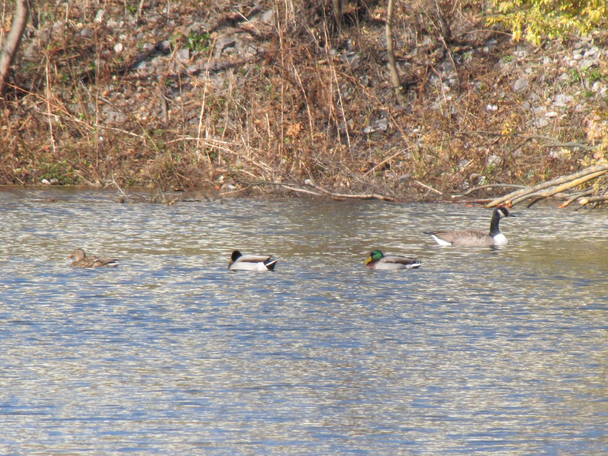 ברכיה - ML646612934