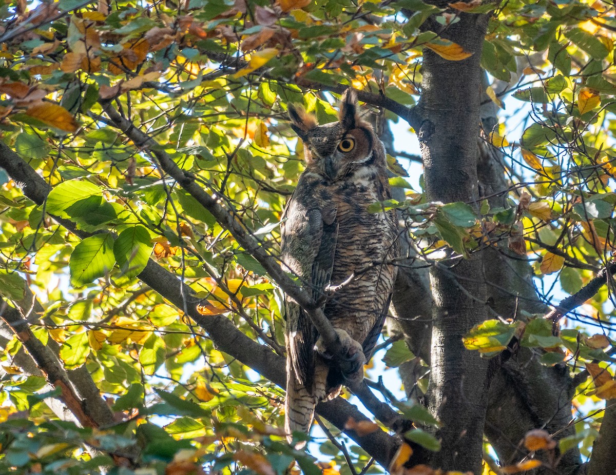 Great Horned Owl - ML646612938