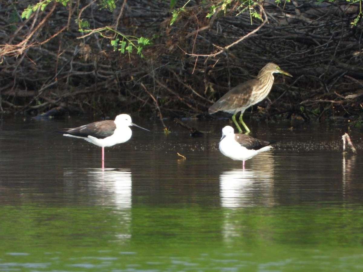 Black-winged Stilt - ML646612939