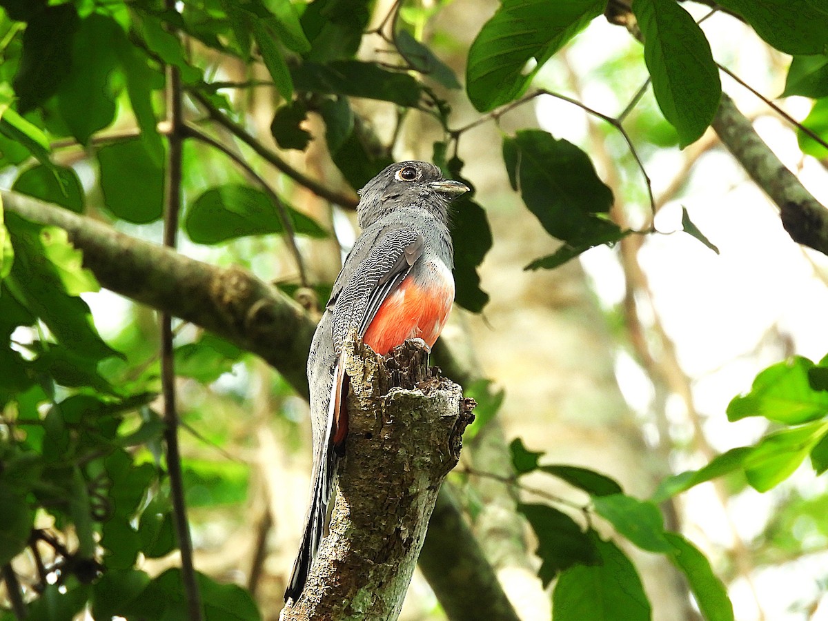 Blue-crowned Trogon - ML646612945