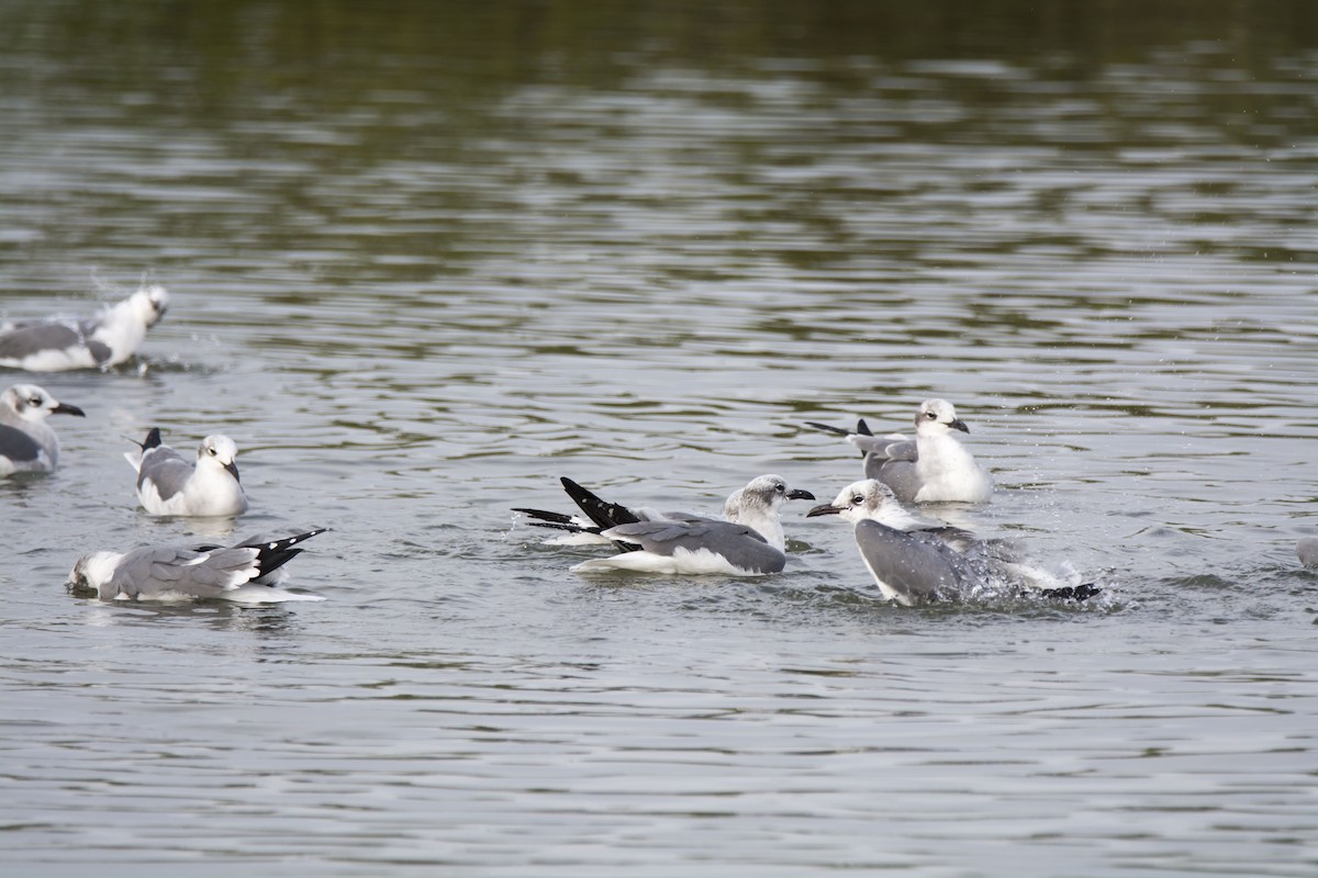 שחף צוחק - ML646612950