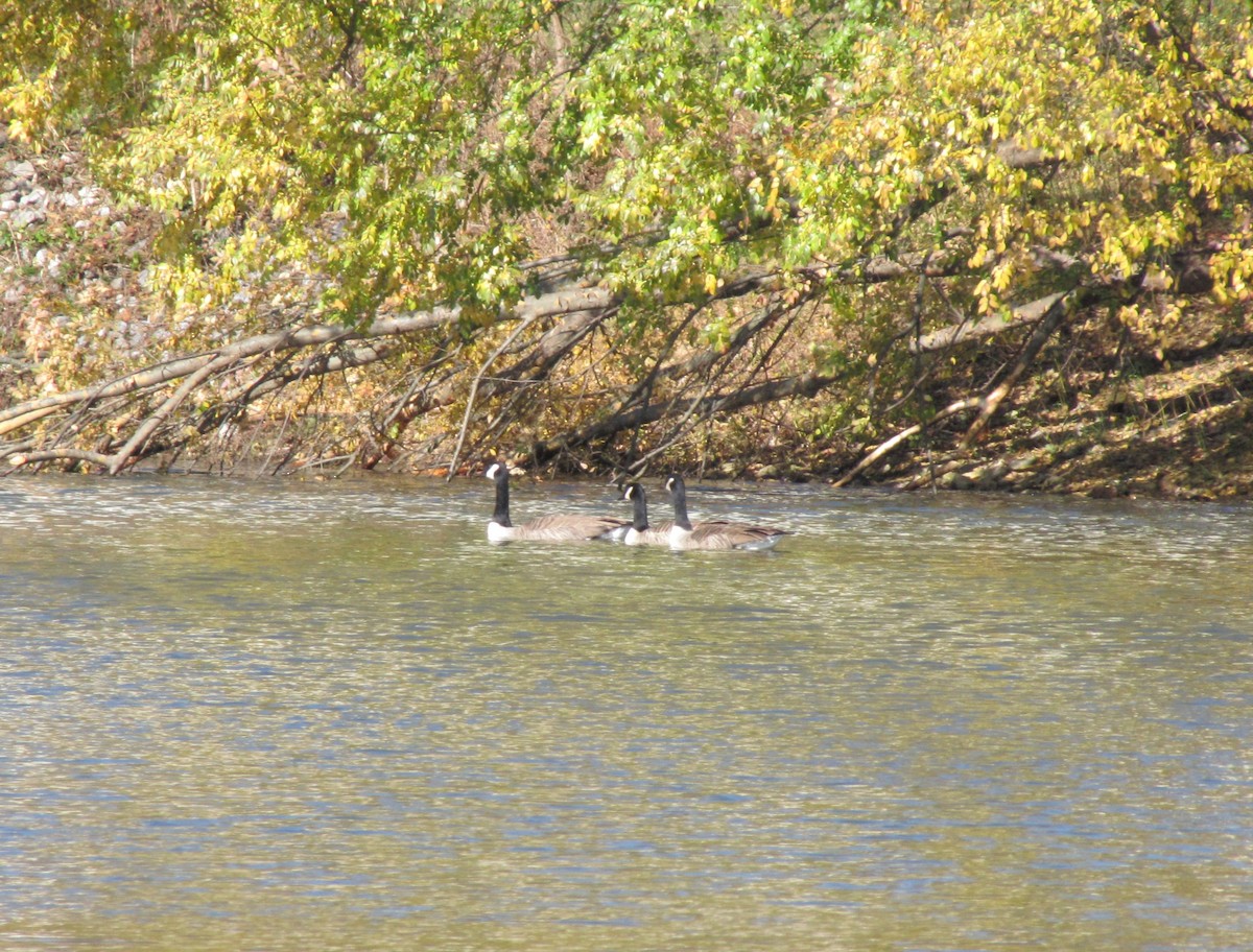 ברנטה קנדית - ML646612955