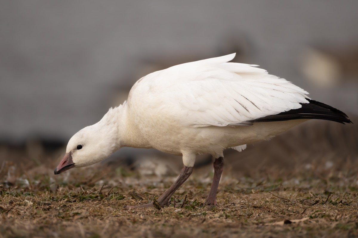 Гуска Роса - ML646612957