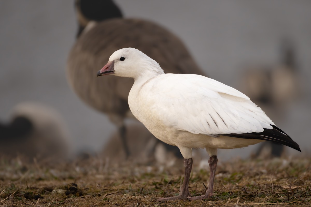 Гуска Роса - ML646612958