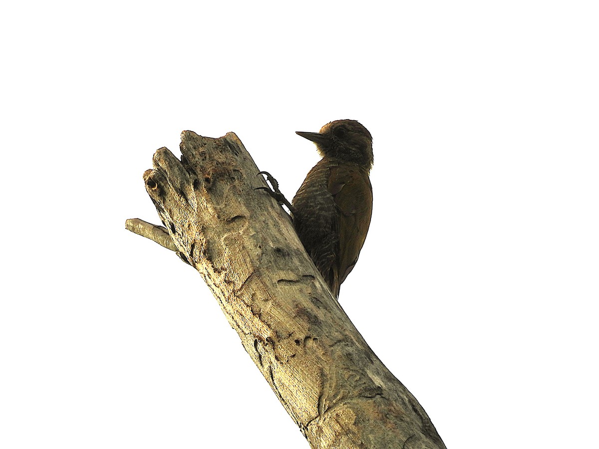 Little Woodpecker - ML646612966