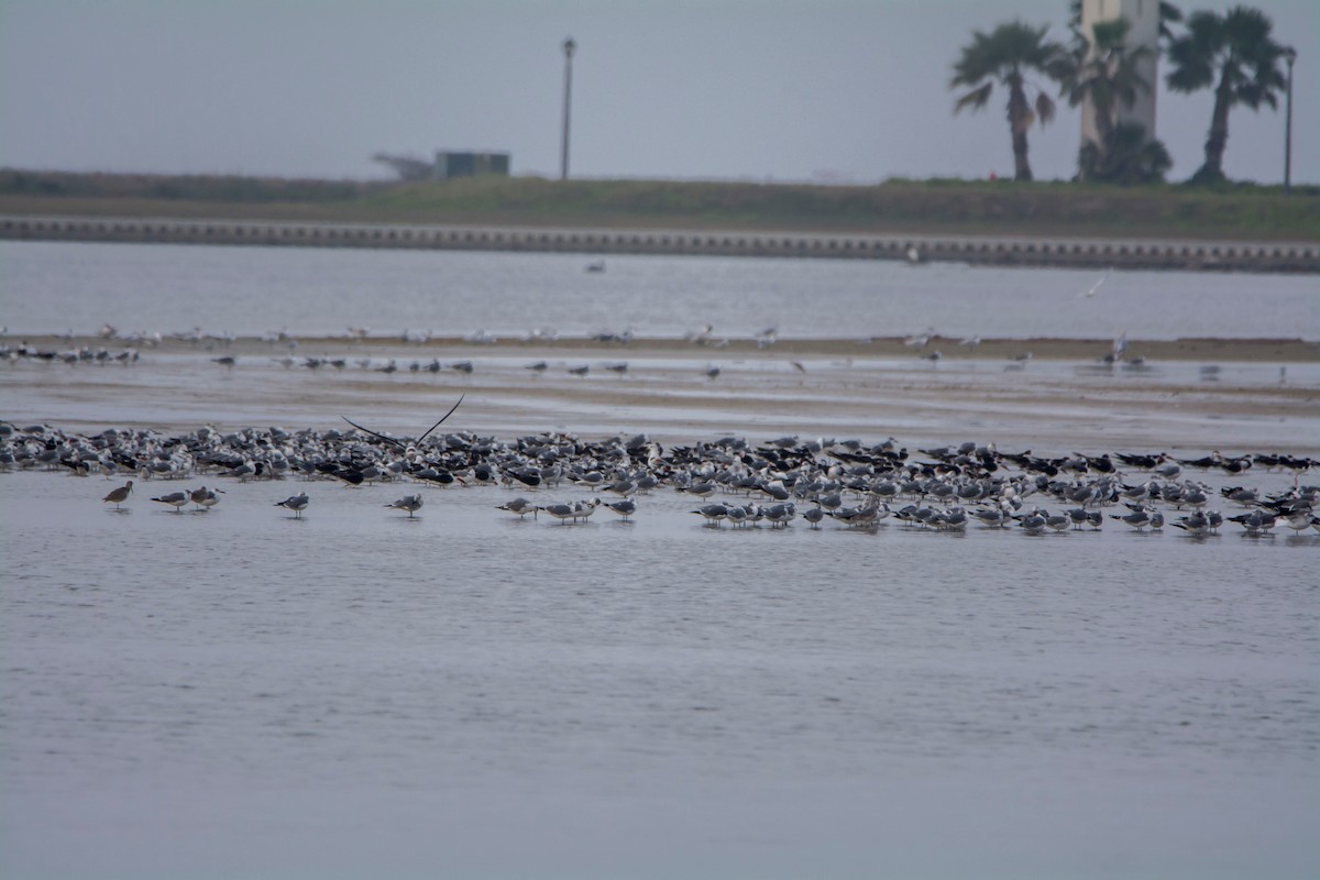 Black Skimmer - ML646612968