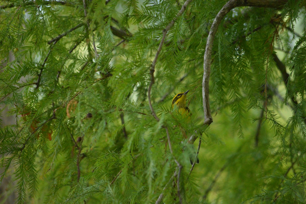 Townsend's Warbler - ML646612969