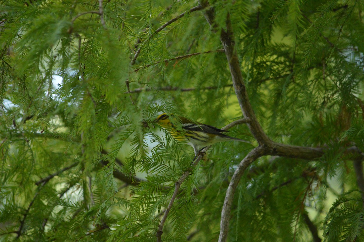 Townsend's Warbler - ML646612970