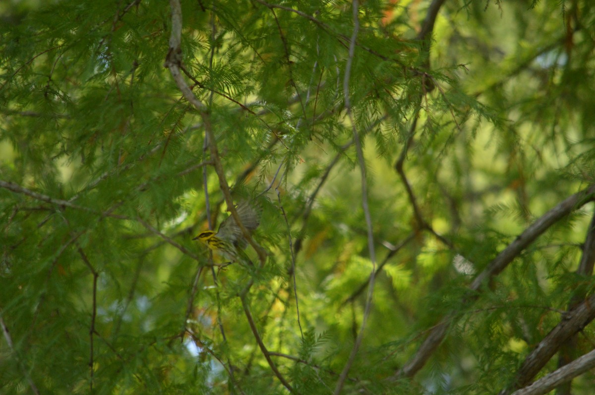 Townsend's Warbler - ML646612971