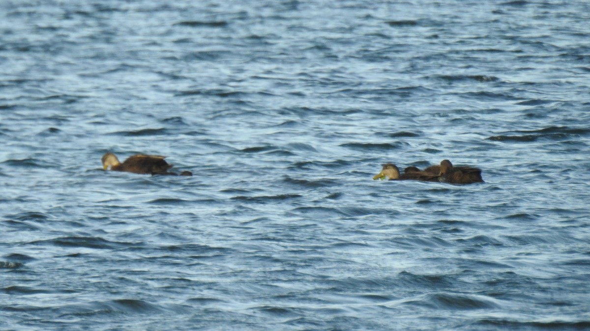 Ahate iluna - ML646612976