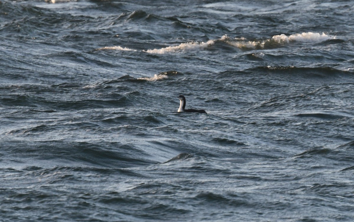 Pacific Loon - ML646612977