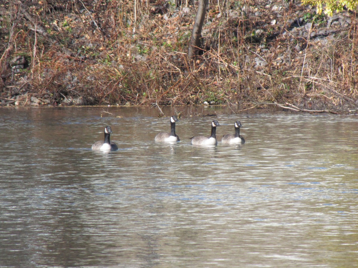 ברנטה קנדית - ML646612978