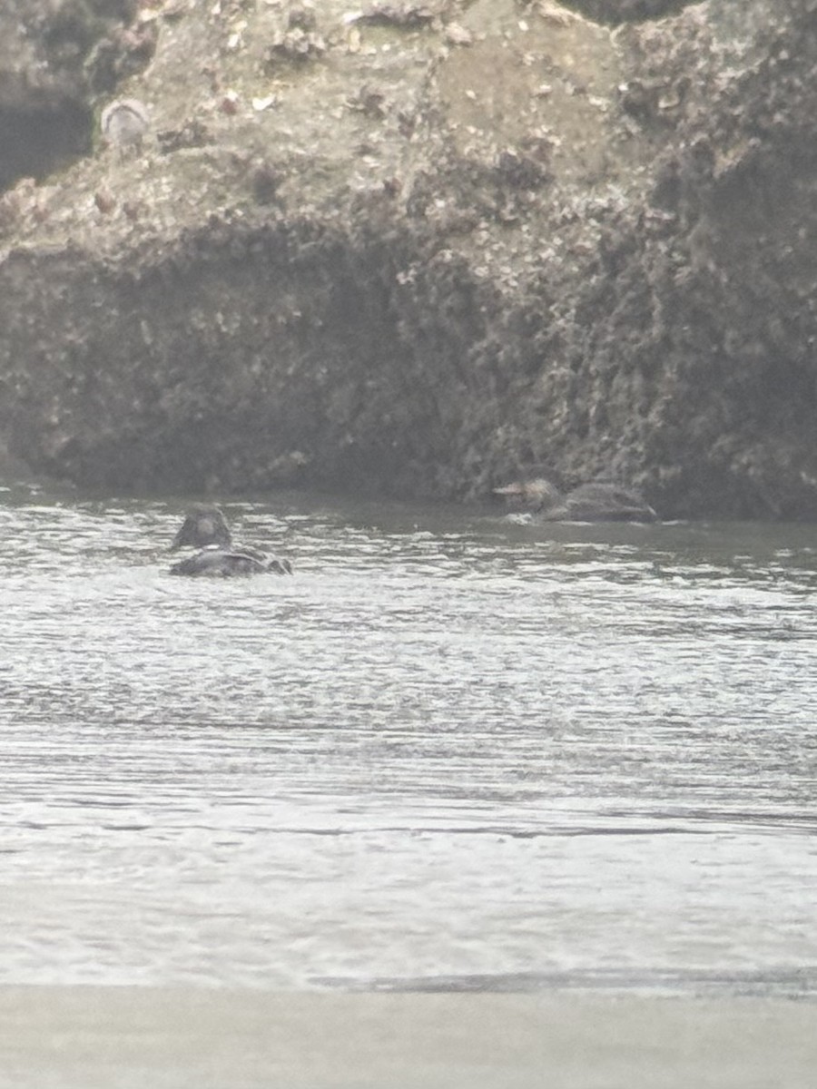 Common Eider - ML646612980