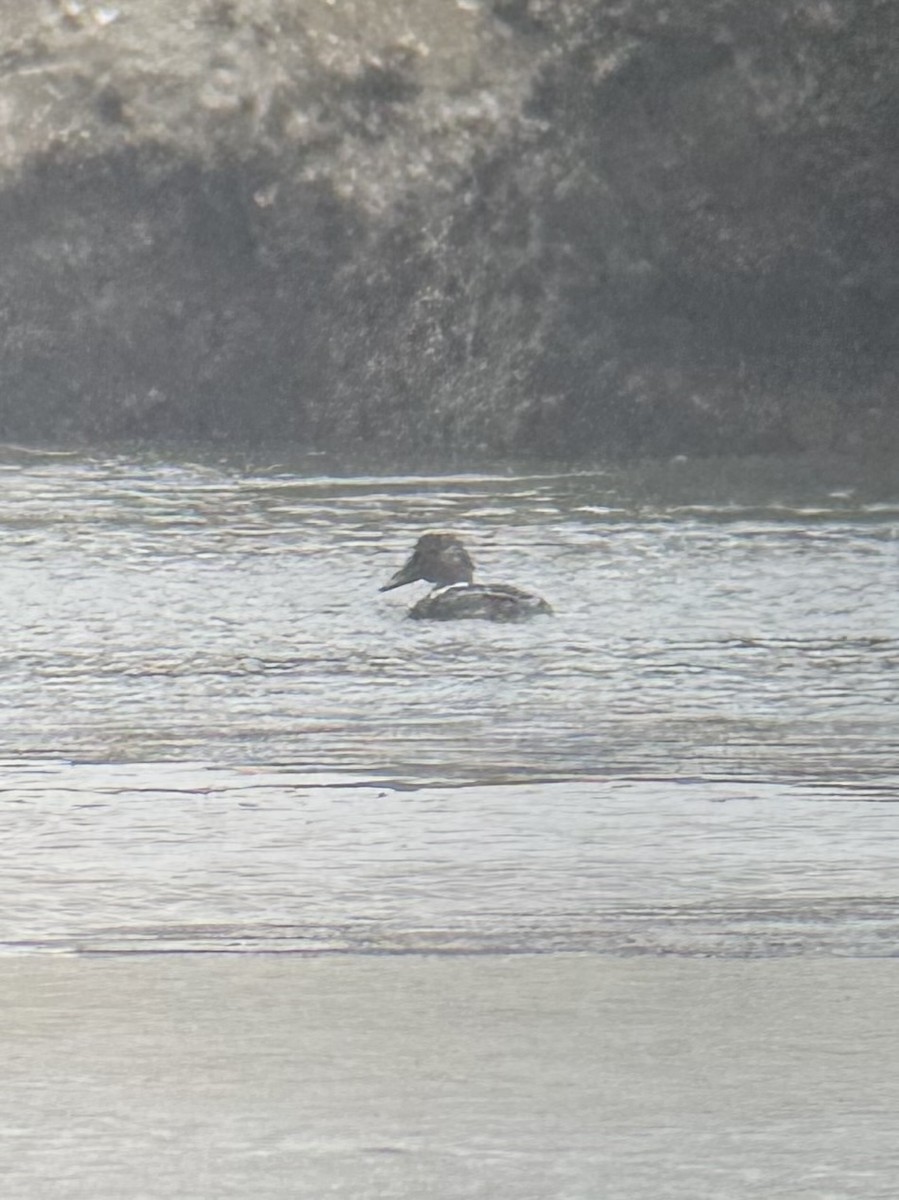 Common Eider - ML646612981