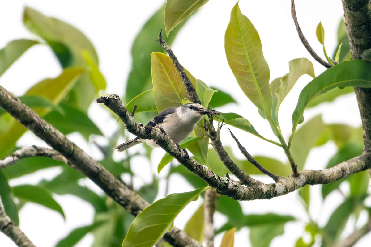 Brown-rumped Minivet - ML646612982