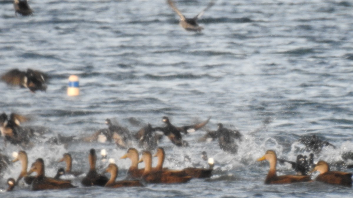 Ahate iluna - ML646612985