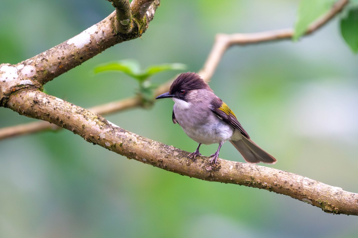 Ashy Bulbul - ML646612986