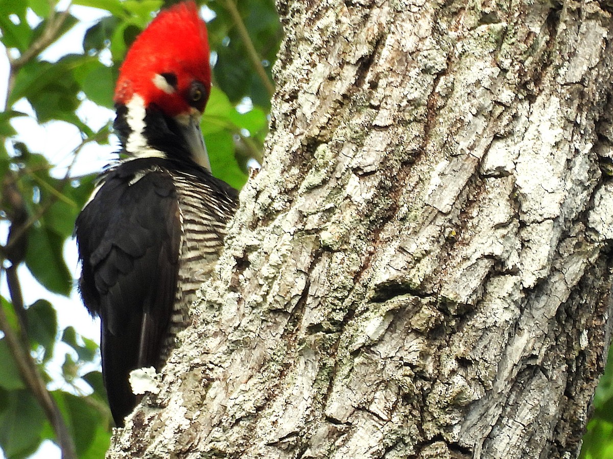 Crimson-crested Woodpecker - ML646612987
