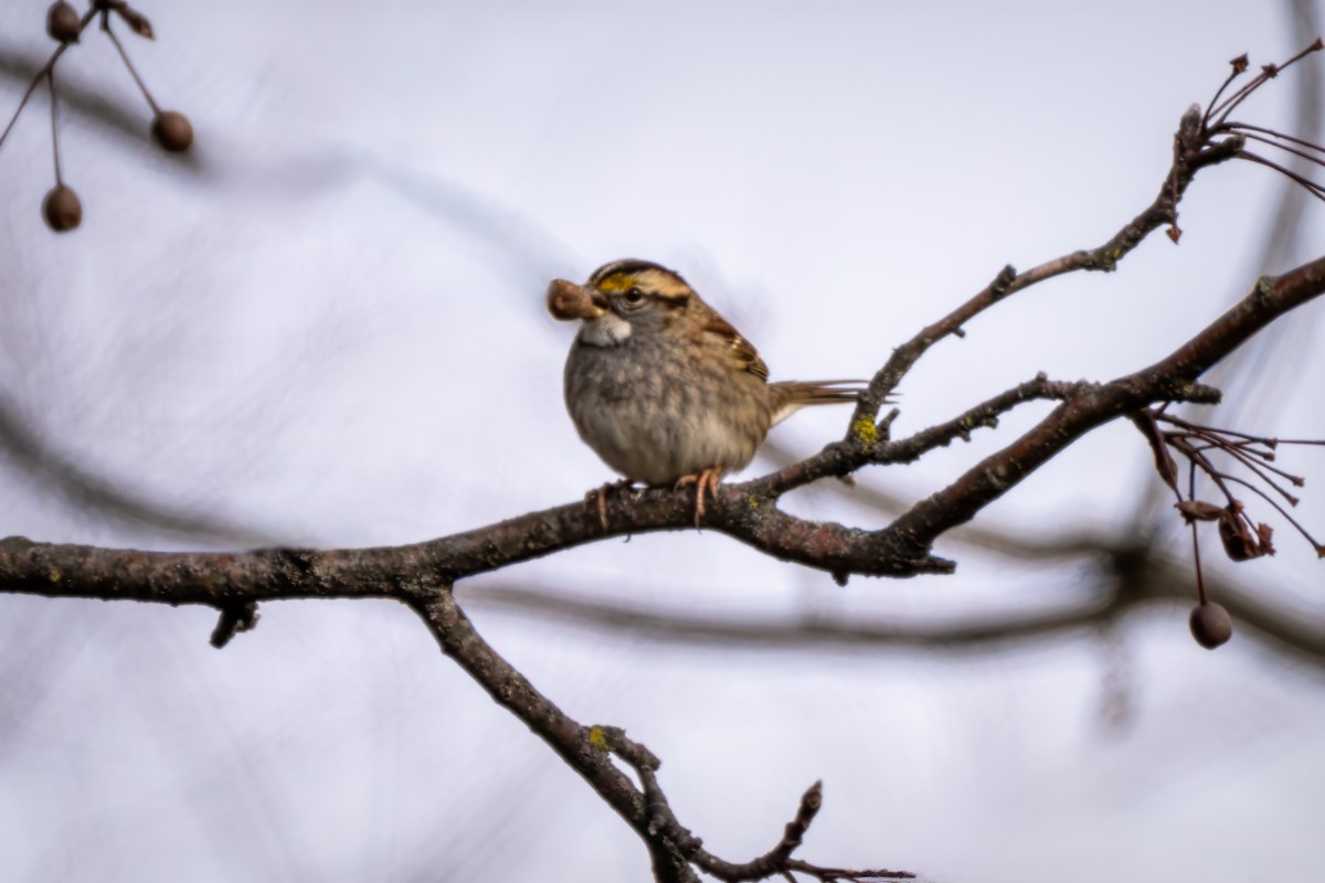 White-throated Sparrow - ML646612991