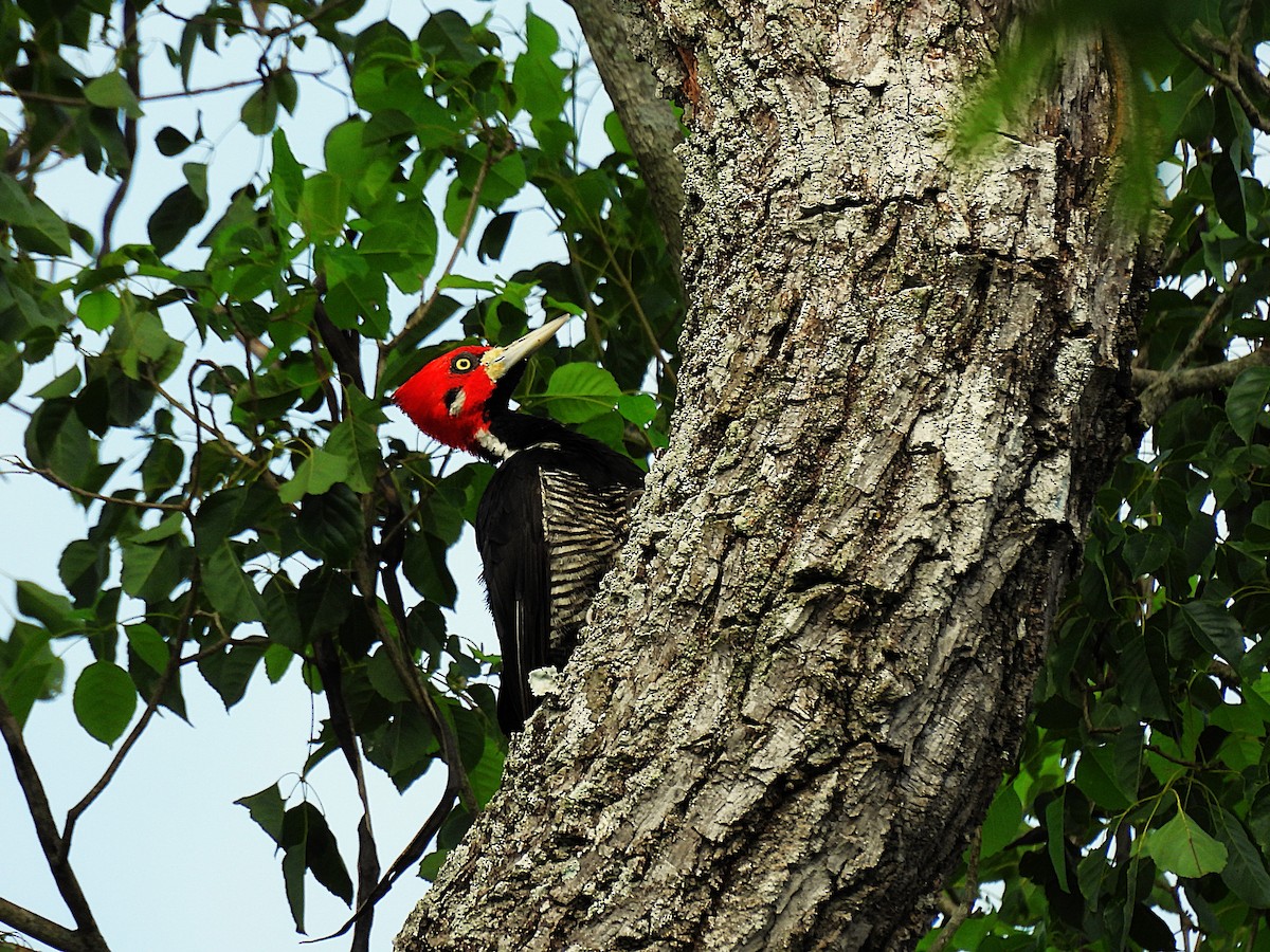 Crimson-crested Woodpecker - ML646612992