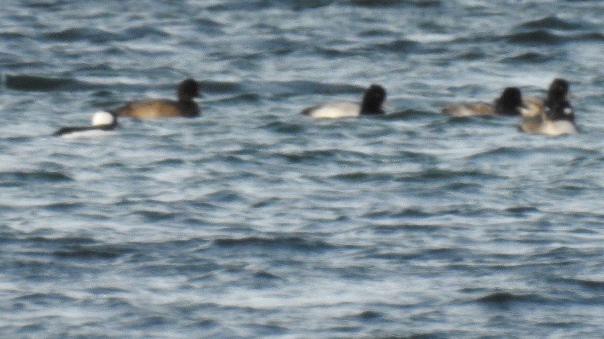 Bergente - ML646612993