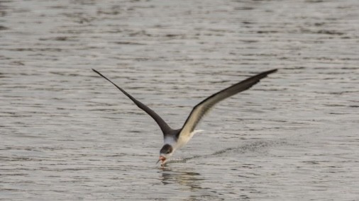 Black Skimmer - ML646612994