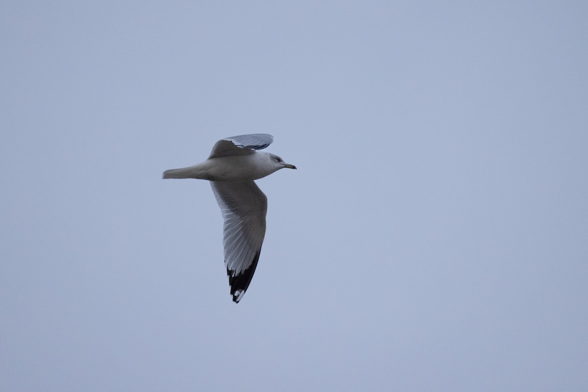 Ring-billed Gull - ML646612995