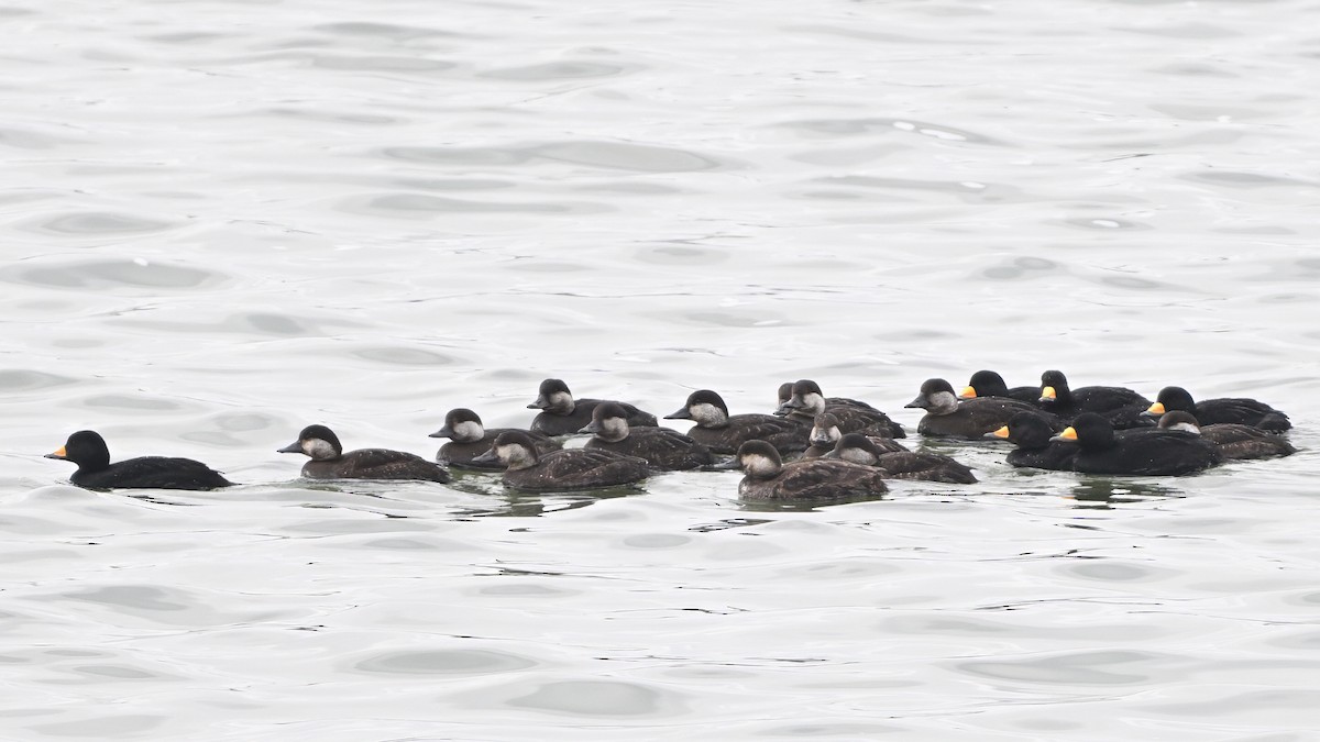 Pazifiktrauerente - ML646612996