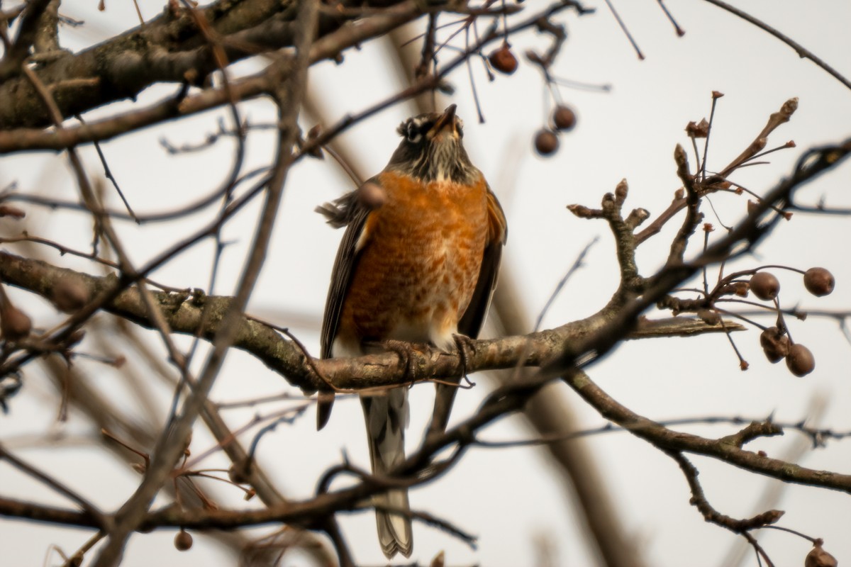 American Robin - ML646612997