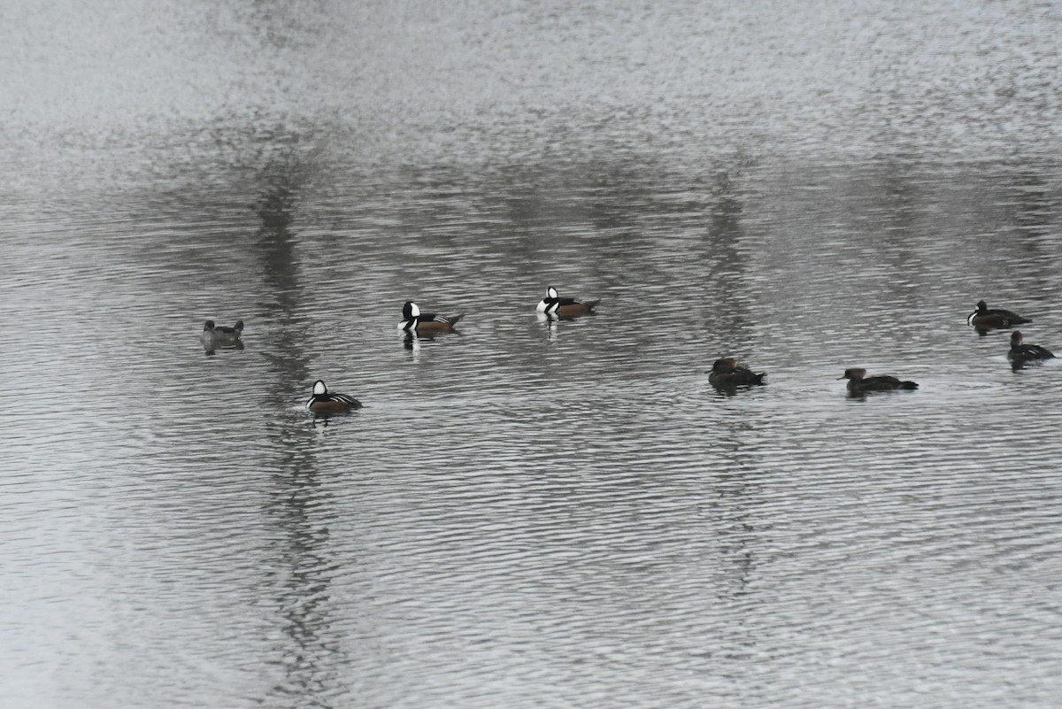 Крех жовтоокий - ML646612998