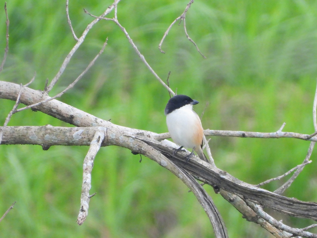 Long-tailed Shrike - ML646612999