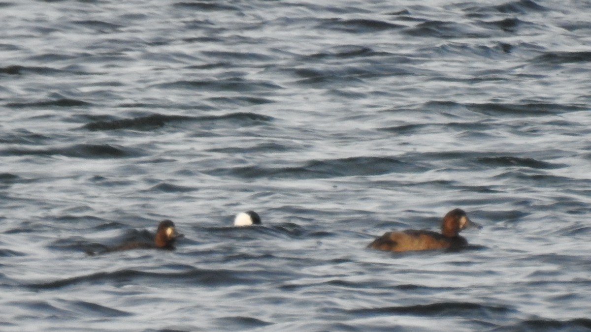 Bergente - ML646613001