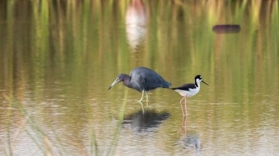 svartkronestylteløper - ML646613002