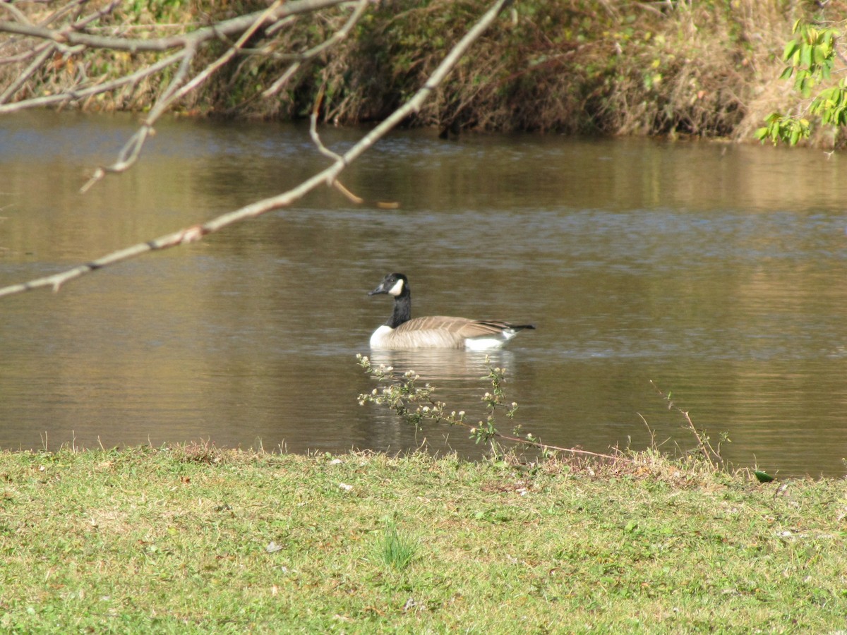 ברנטה קנדית - ML646613004