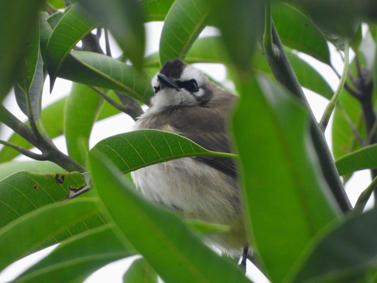 Yellow-vented Bulbul (Philippine) - ML646613005