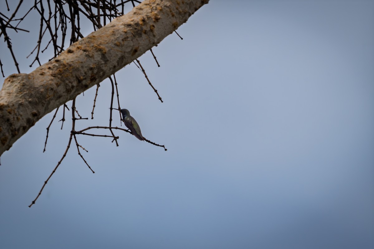 svartbrystmango - ML646613009