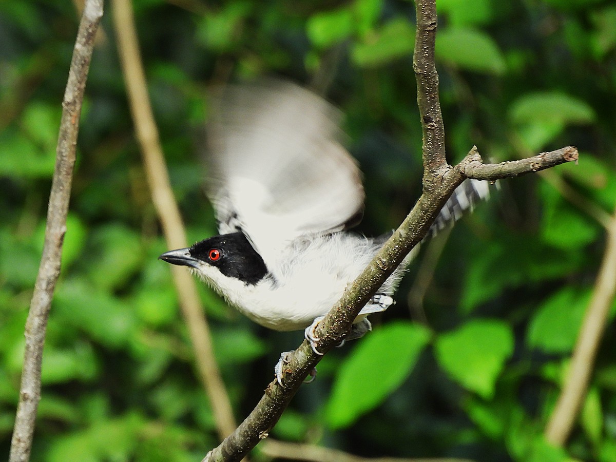 Great Antshrike - ML646613010