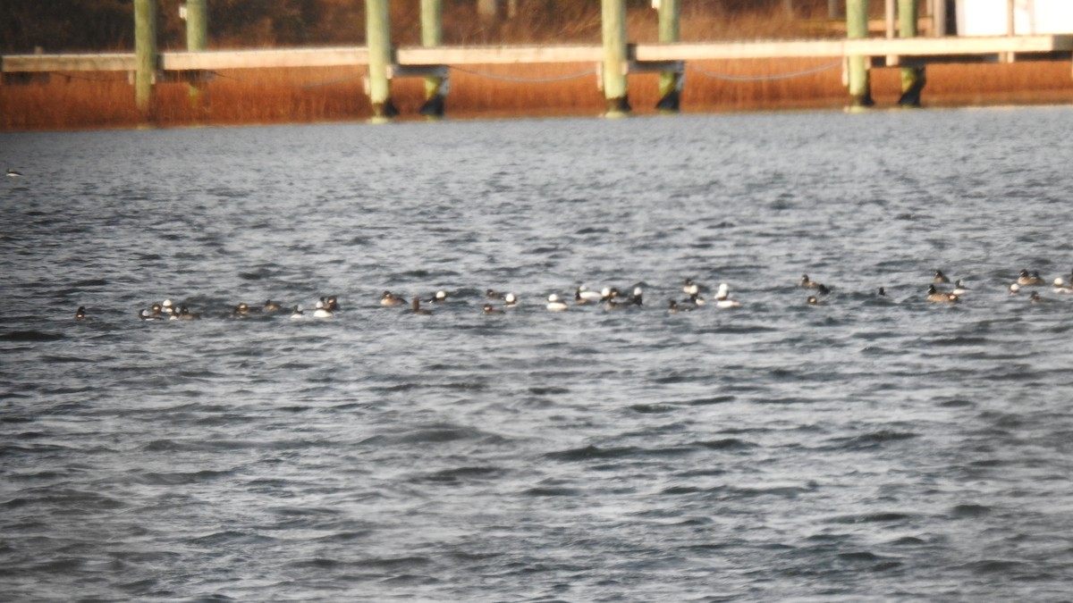 bøffeland - ML646613011