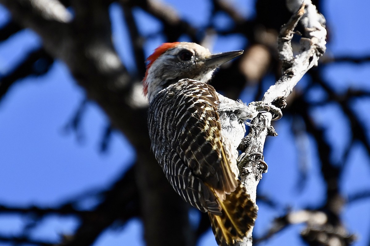 kardinalspett - ML646613012