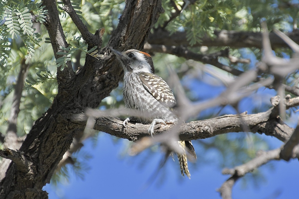 kardinalspett - ML646613013