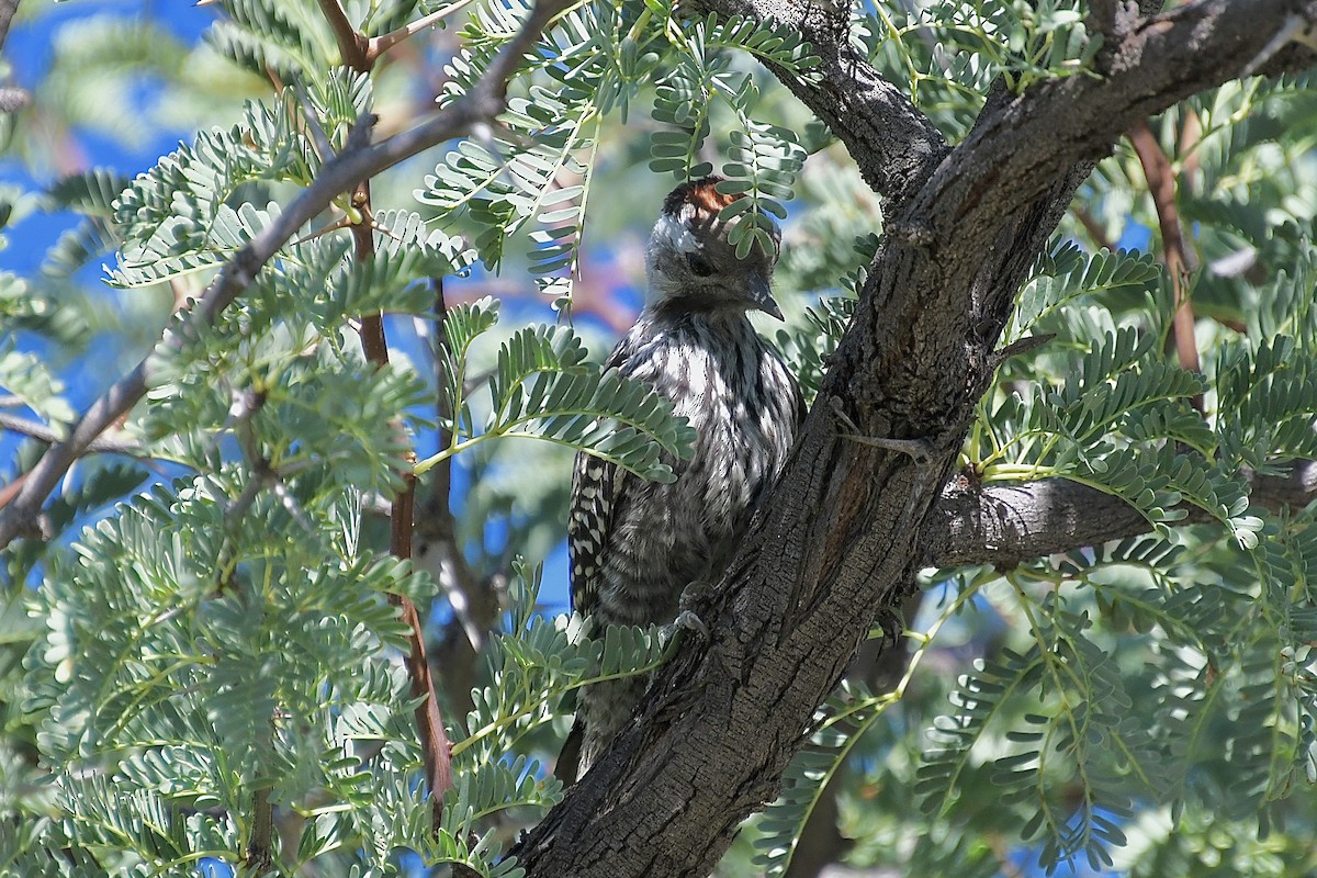 kardinalspett - ML646613014