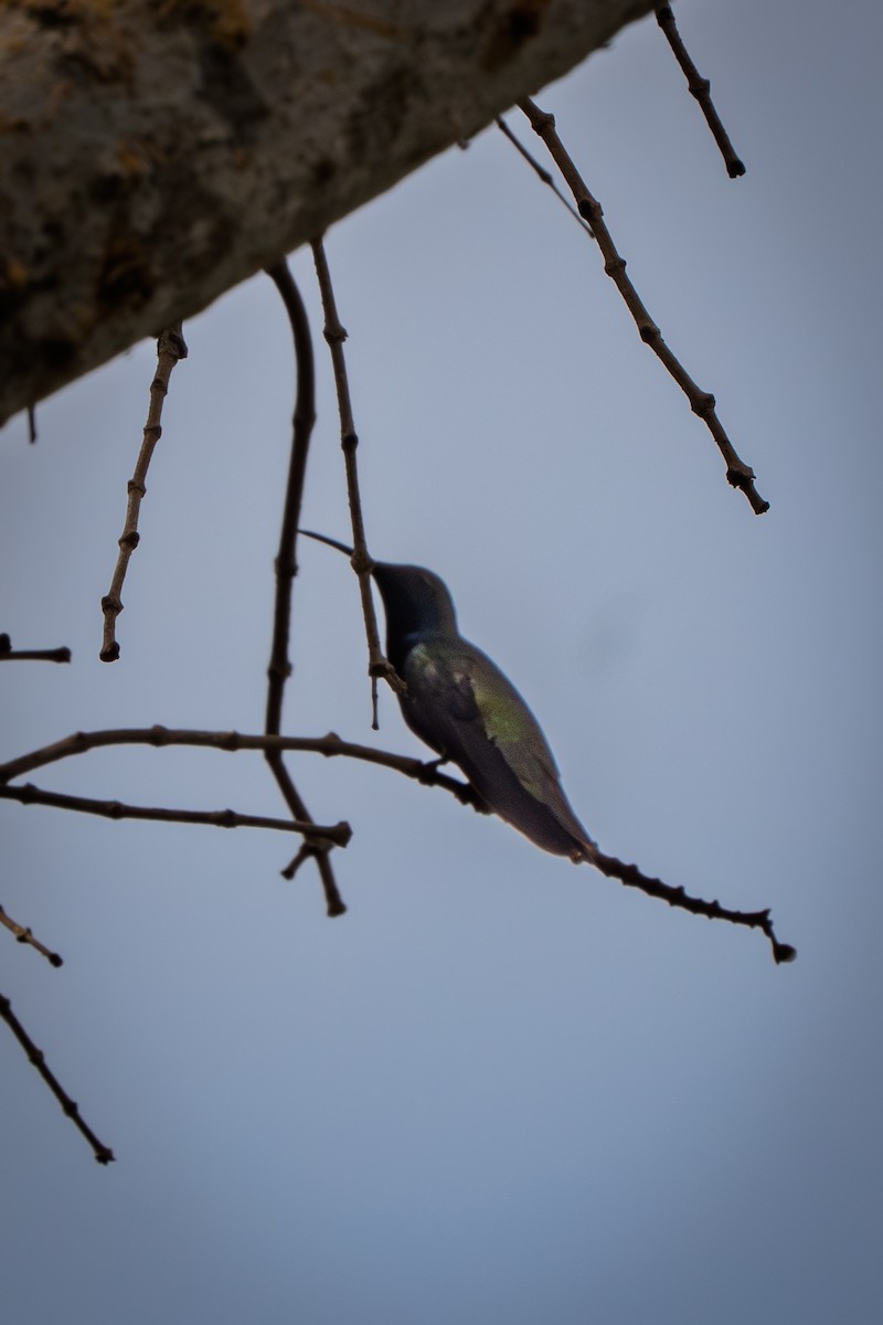 svartbrystmango - ML646613018