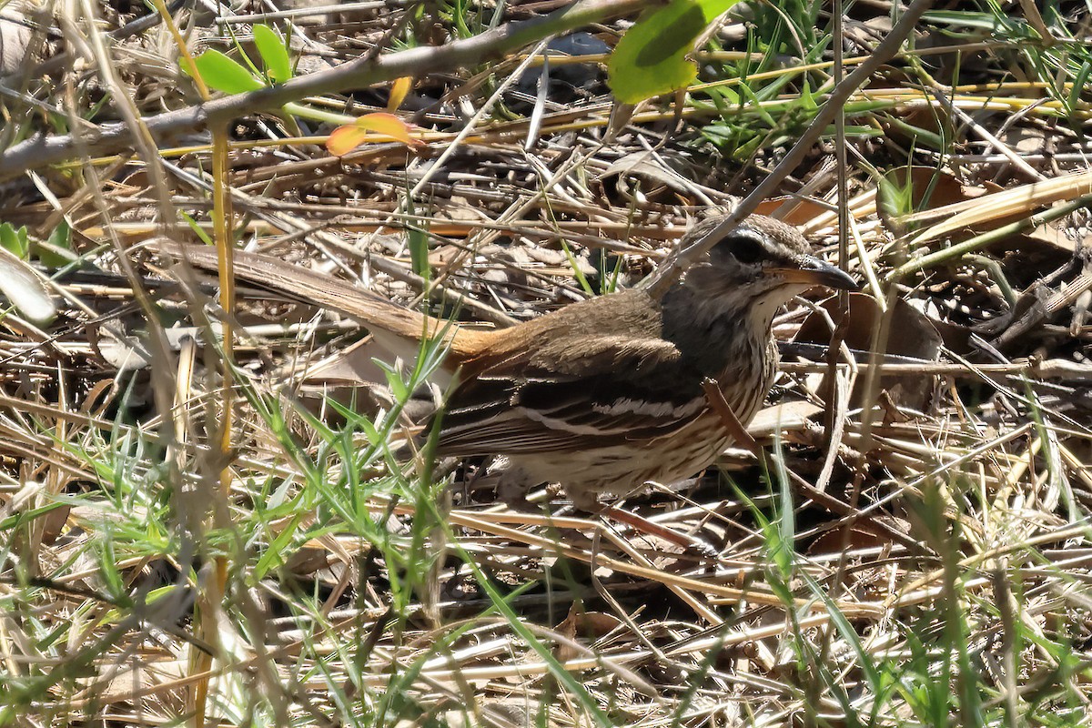 hvitbrynkrattskvett - ML646613019