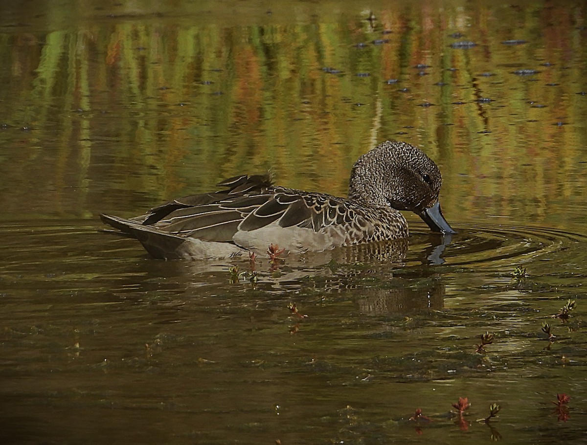 andeskrikkand - ML646613020